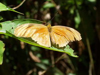 Natura